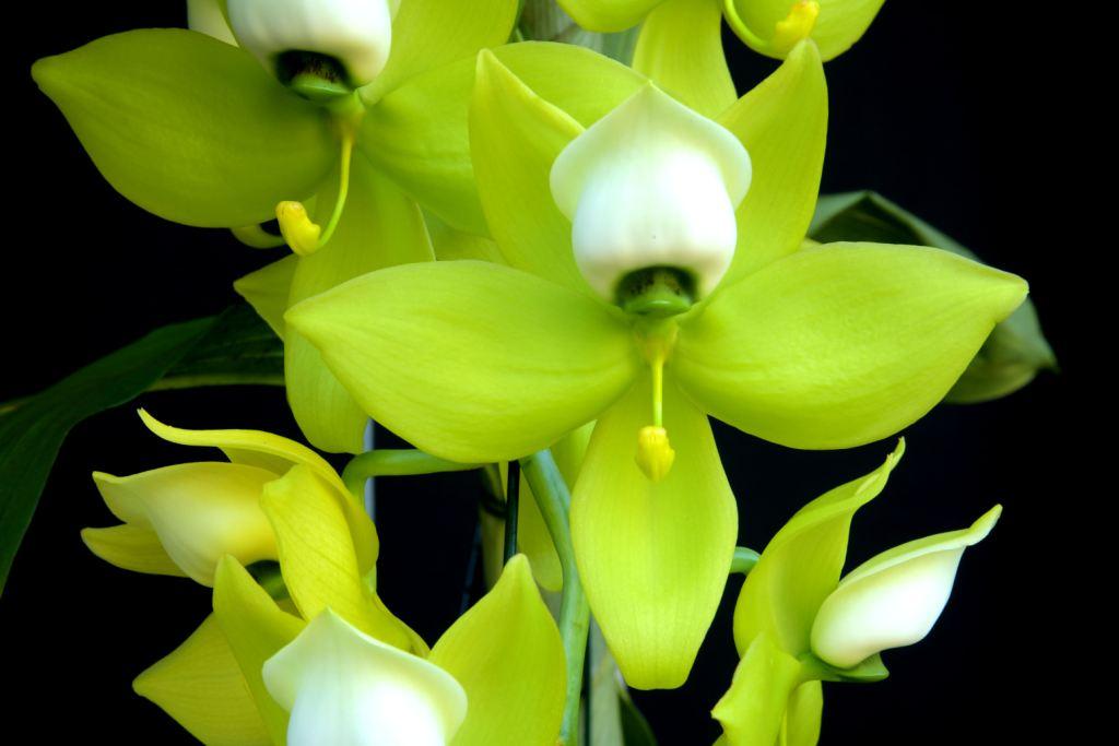 Cycnoches warscewiczii