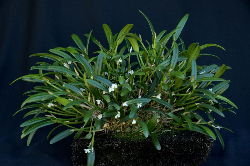 Dendrobium albiflorum 'Russell's Pride'