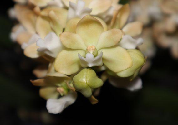 Rhynchostylis gigantea 'Fetty's Gold'