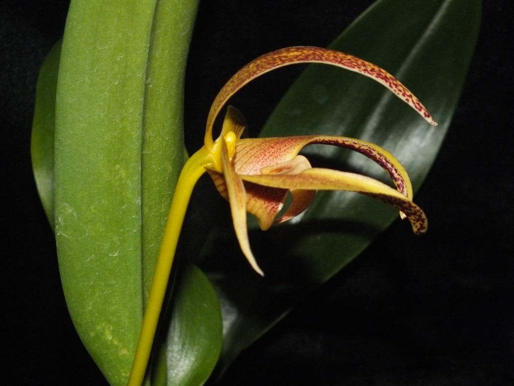 Bulbophyllum Sue Daniels - photo 2