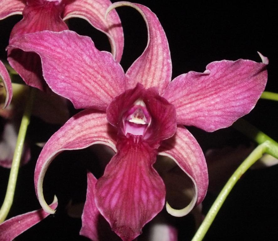 Den Hawaii Spectacular