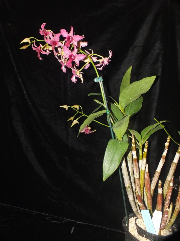 Dendrobium Hawaii Spectacular - photo 2