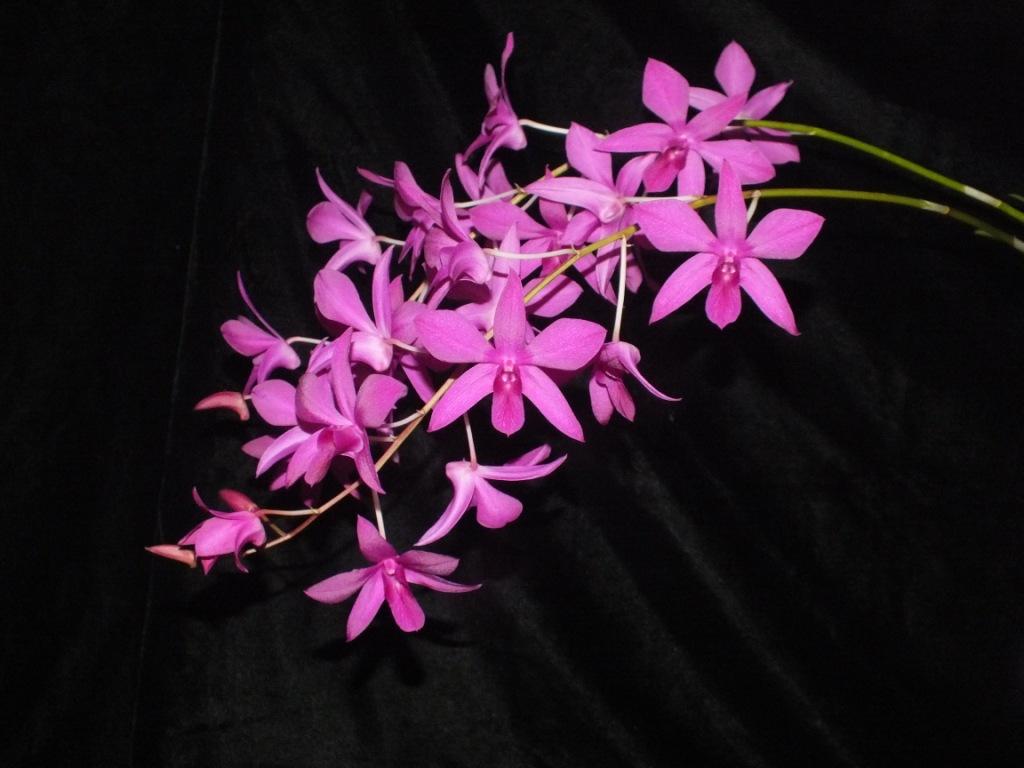 Dendrobium Warringah - photo 2