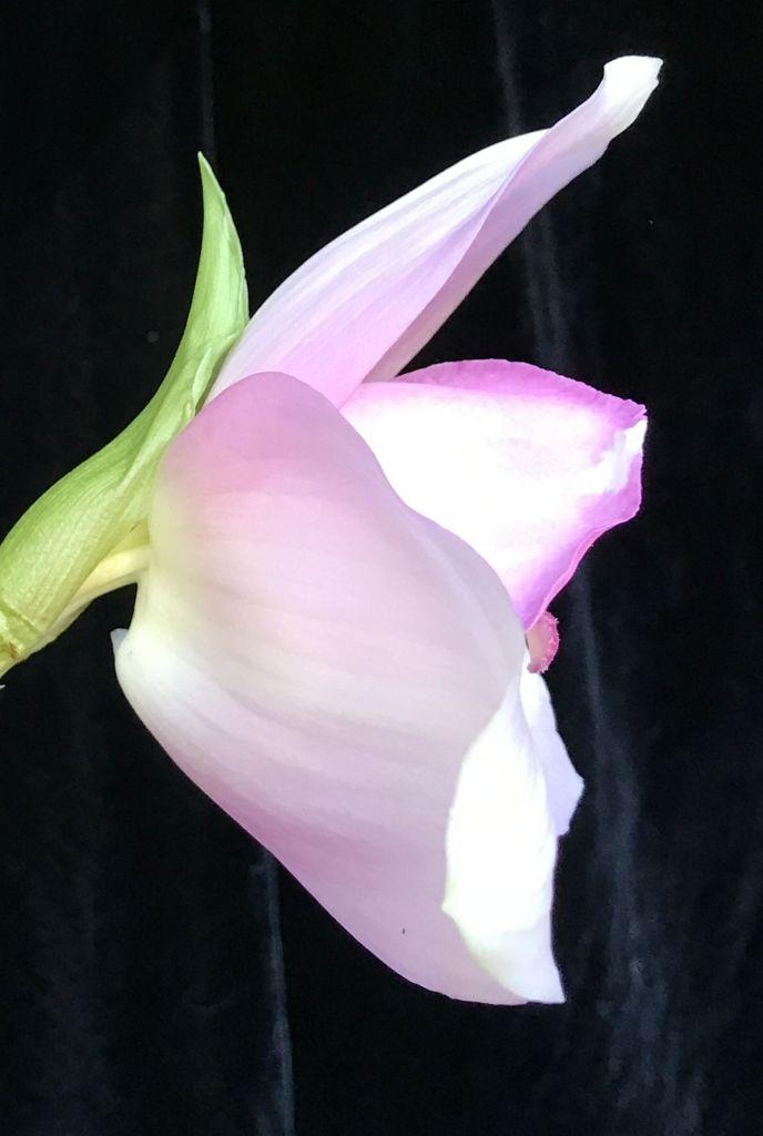 Lycaste Abou Sunrise - photo 2