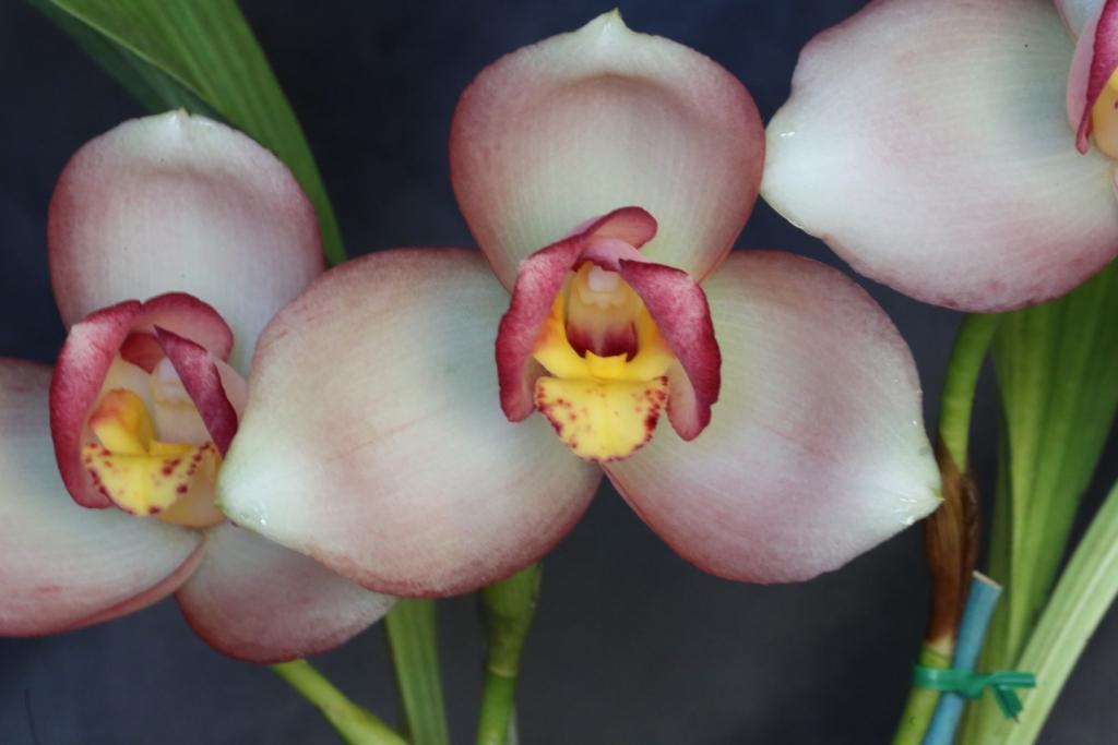 Lyc Memoria Vic Madden