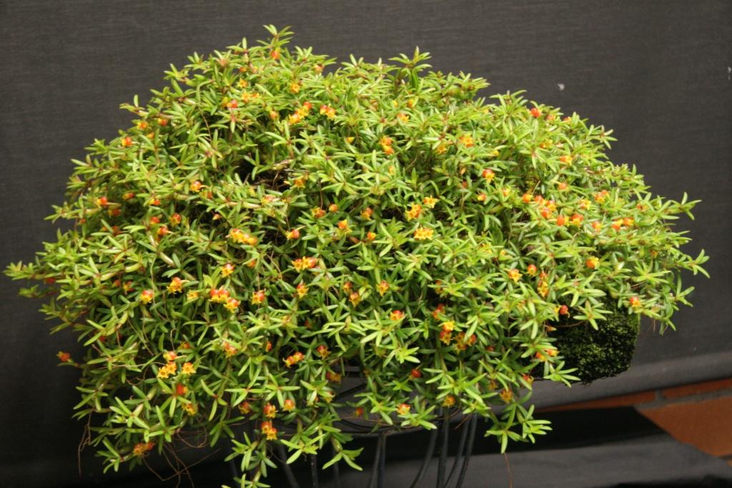 Mediocalcar decoratum