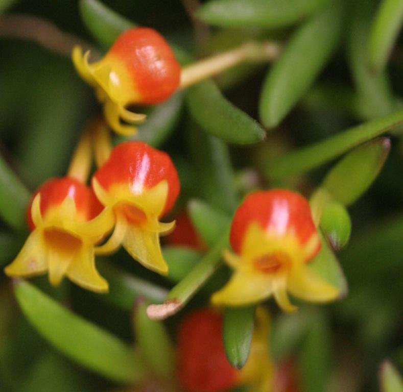 Mediocalcar decoratum - photo 2