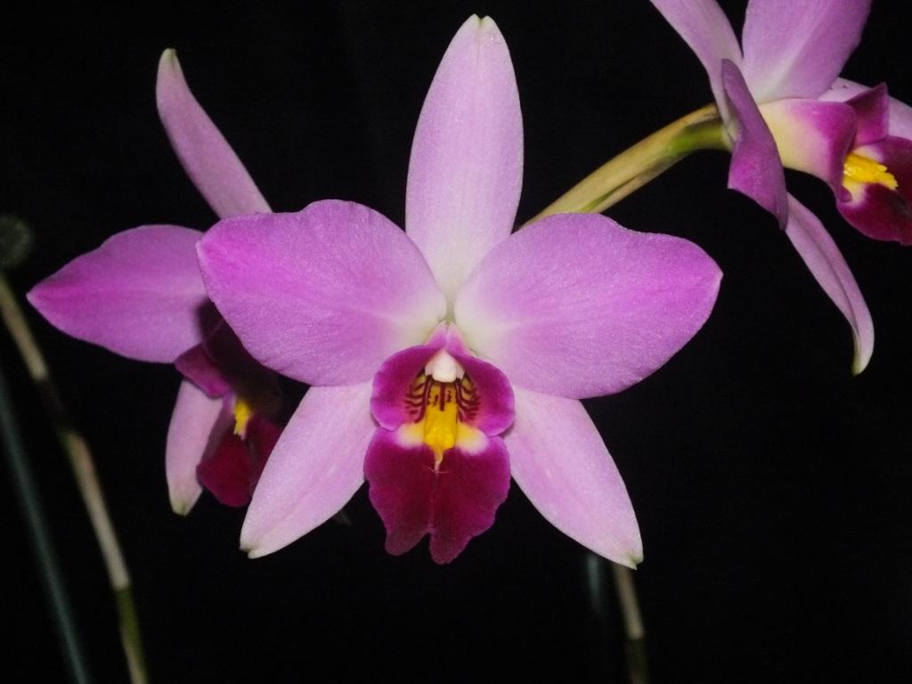 Laelia anceps
