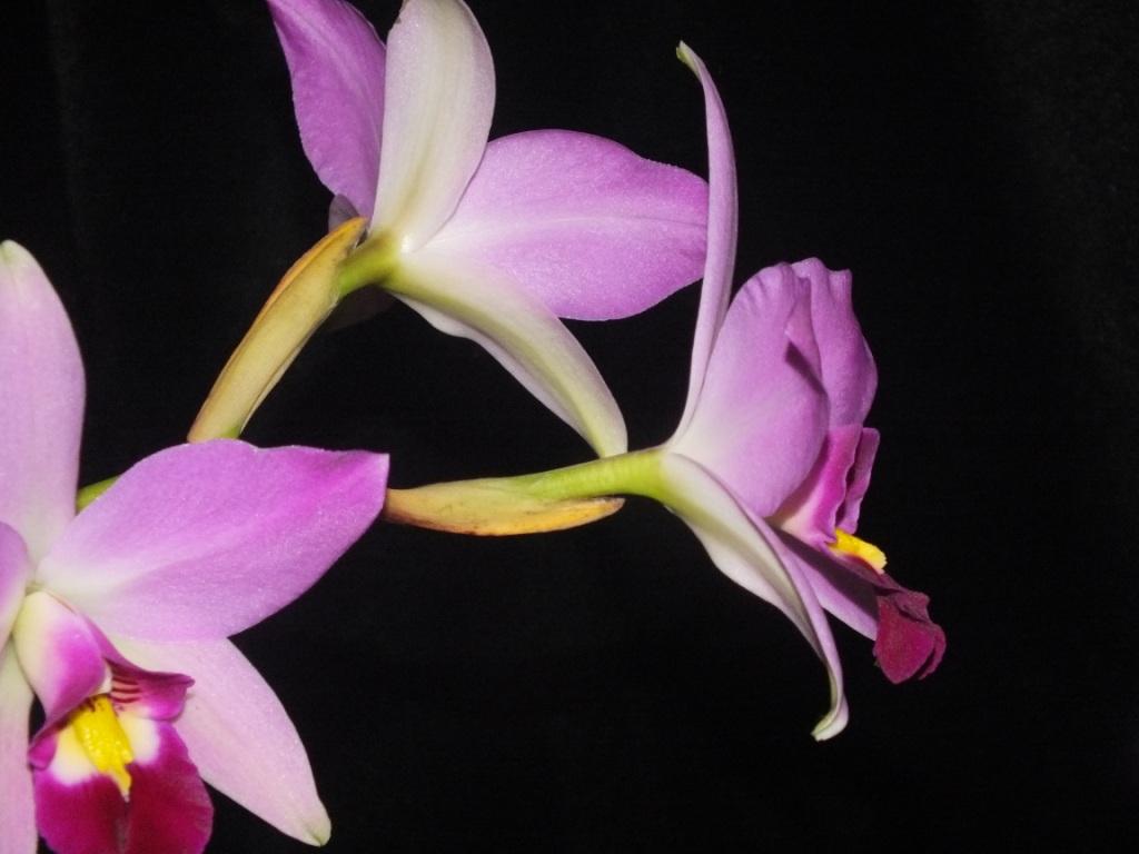 Laelia anceps subsp. anceps - photo 2