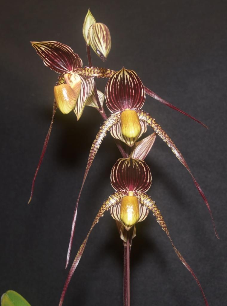 Paph Johanna Burkhardt 'Janet's Gem'