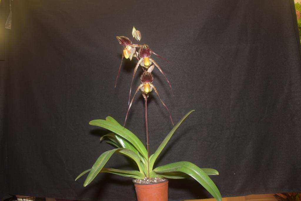 Paphiopedilum Johanna Burkhardt 'Janet's Gem' - photo 2