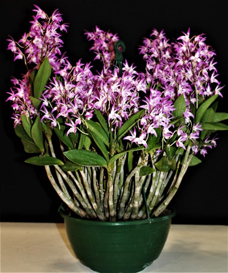 Dendrobium Candice - photo 2