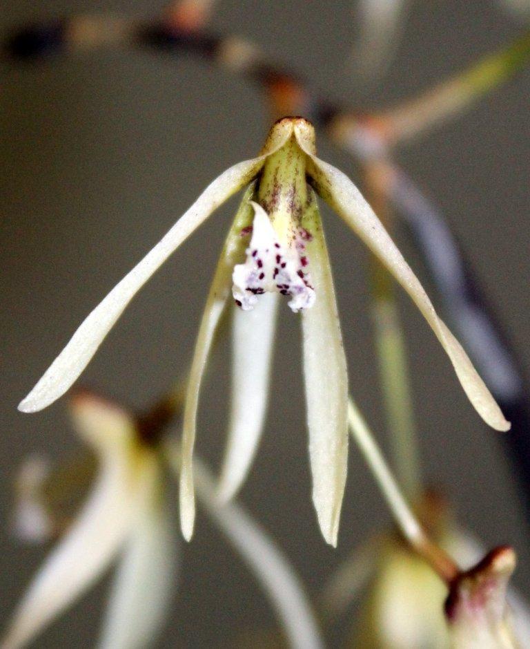 Dendrobium Wamberal - photo 2