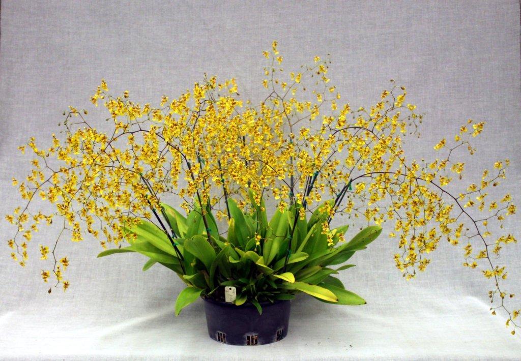 Grandiphyllum divaricatum