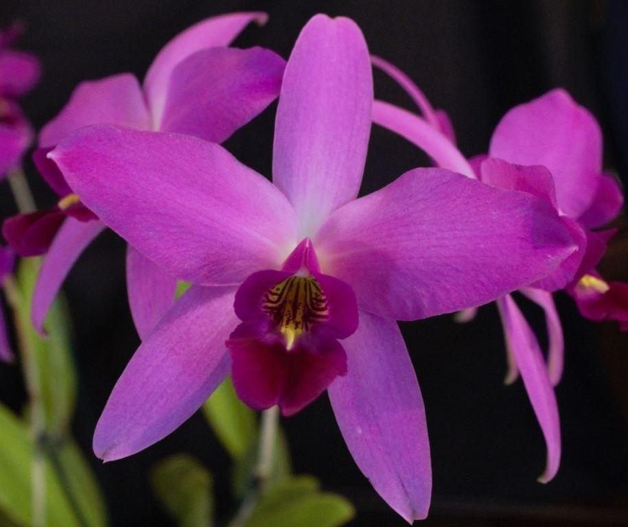 Laelia anceps