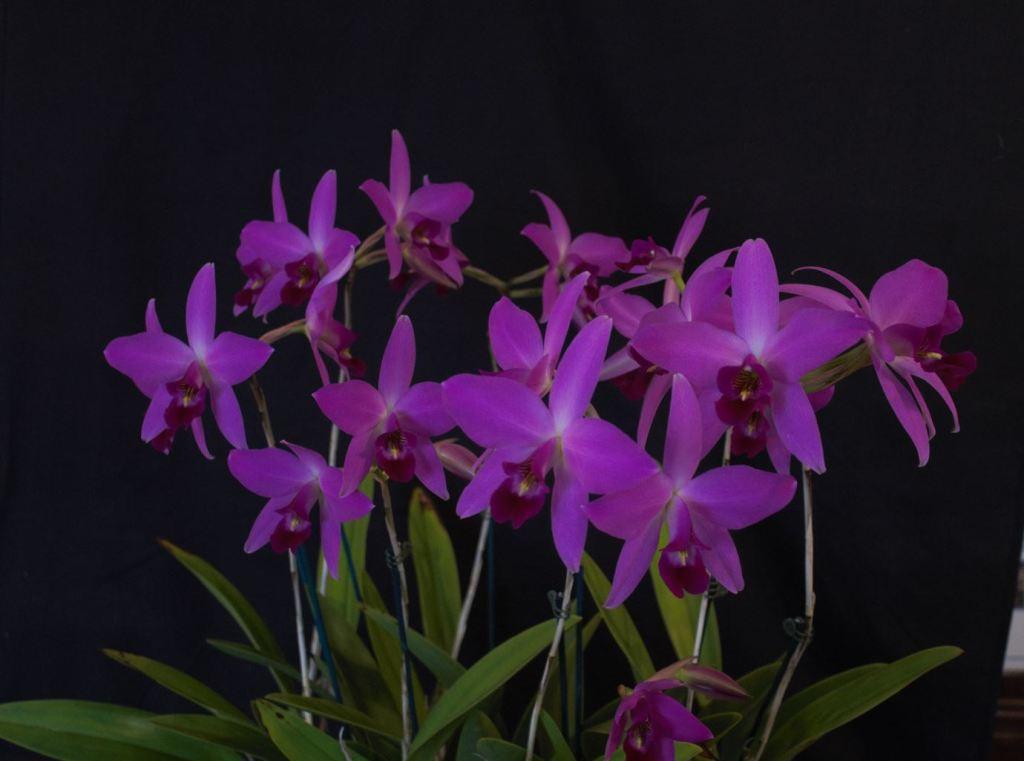 Laelia anceps subsp. anceps - photo 2