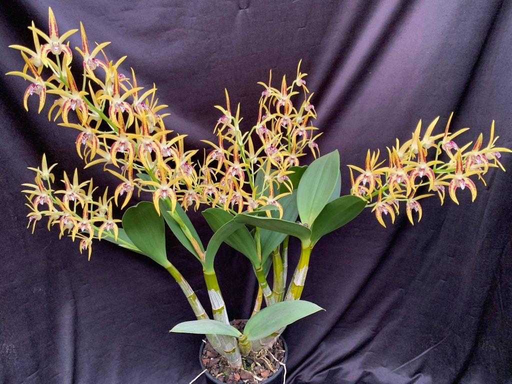 Dendrobium Cosmic Gold - photo 2