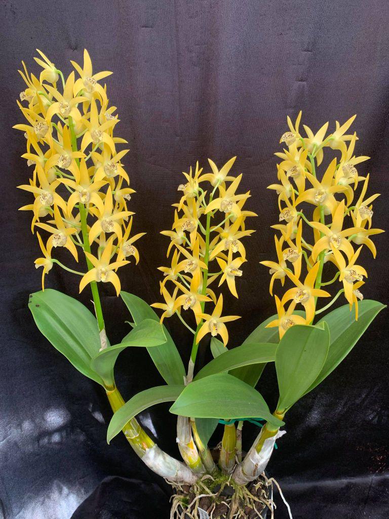Dendrobium Dingadee Gold - photo 2
