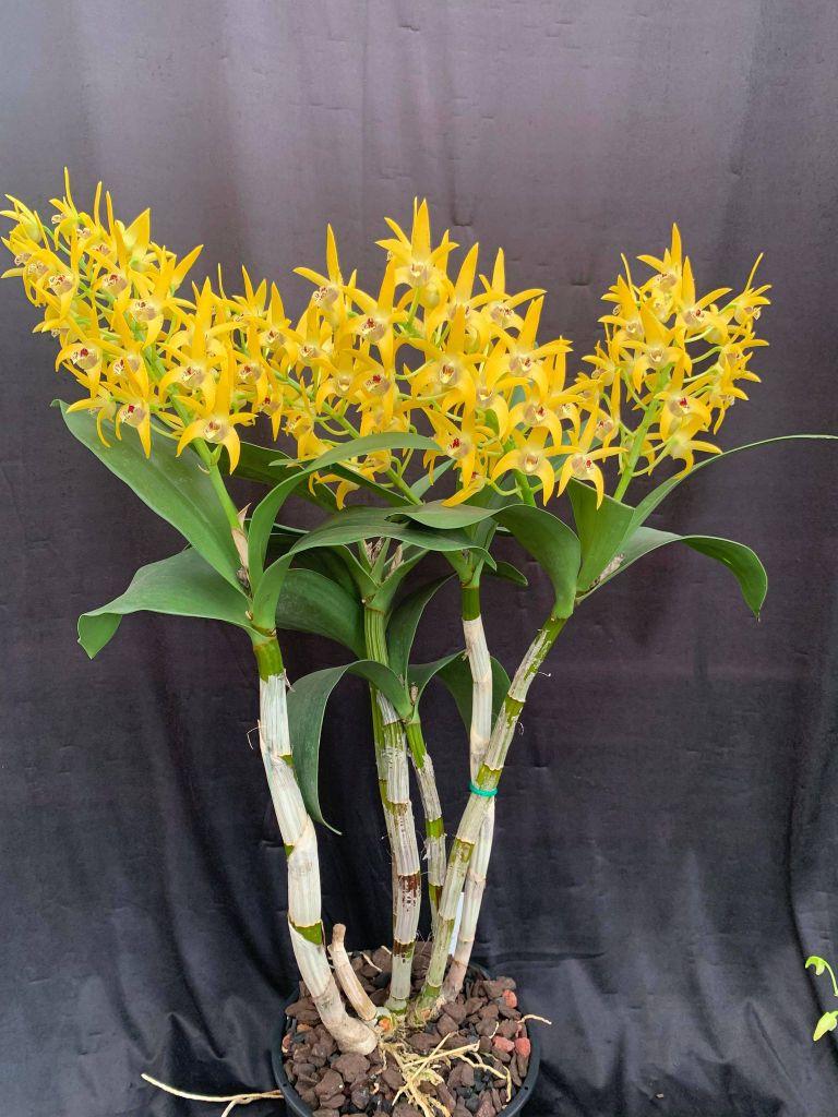 Dendrobium Midas Touch - photo 2