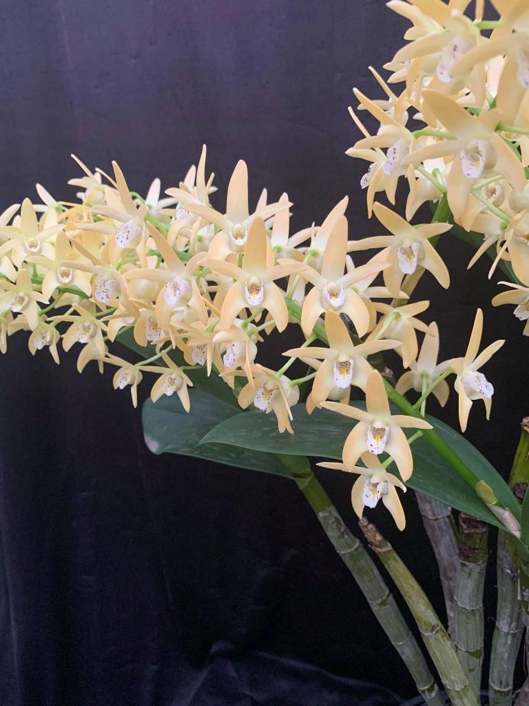 Dendrobium Dunokayla - photo 2