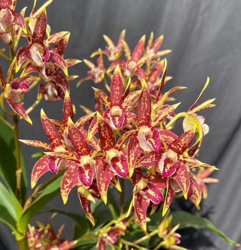 Dendrobium Brimbank Uluru - photo 2