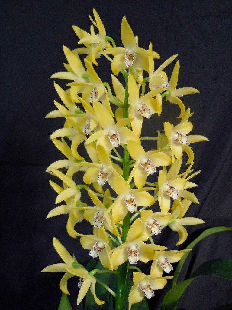 Dendrobium Greta Sunrise - photo 2