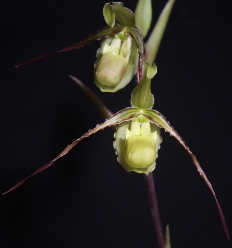 Phrag Praying Mantis