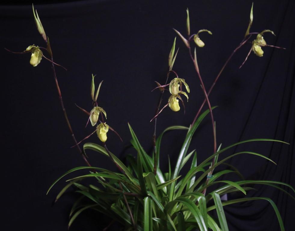 Phrag Praying Mantis