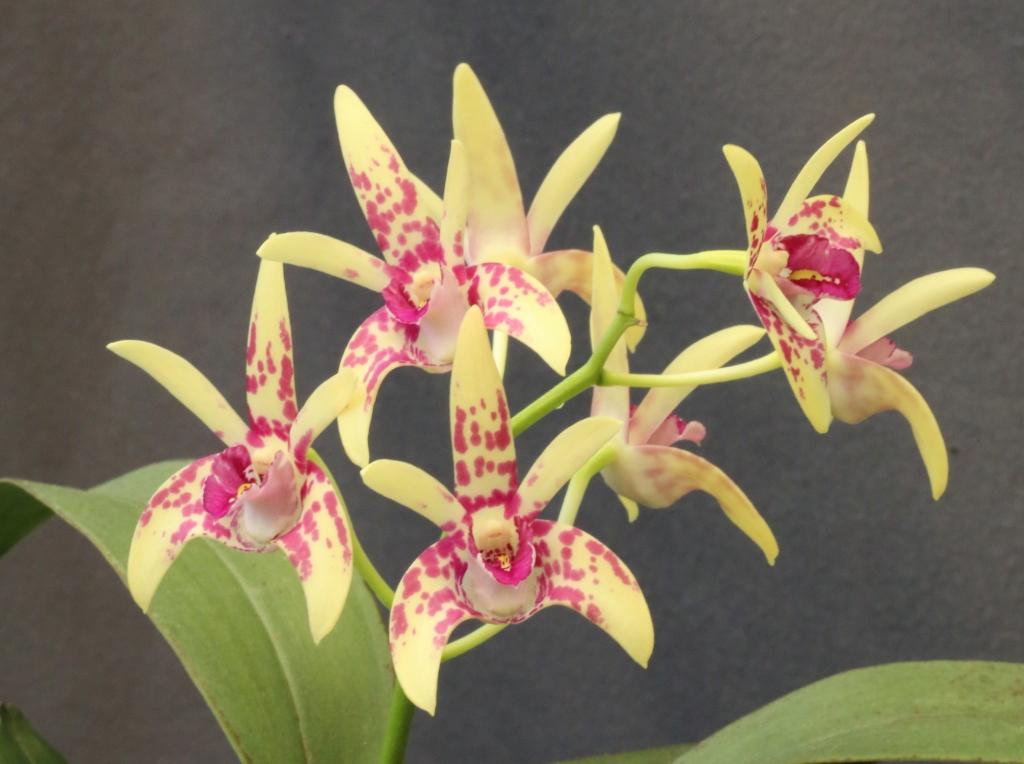 Dendrobium Surprisekayla - photo 2