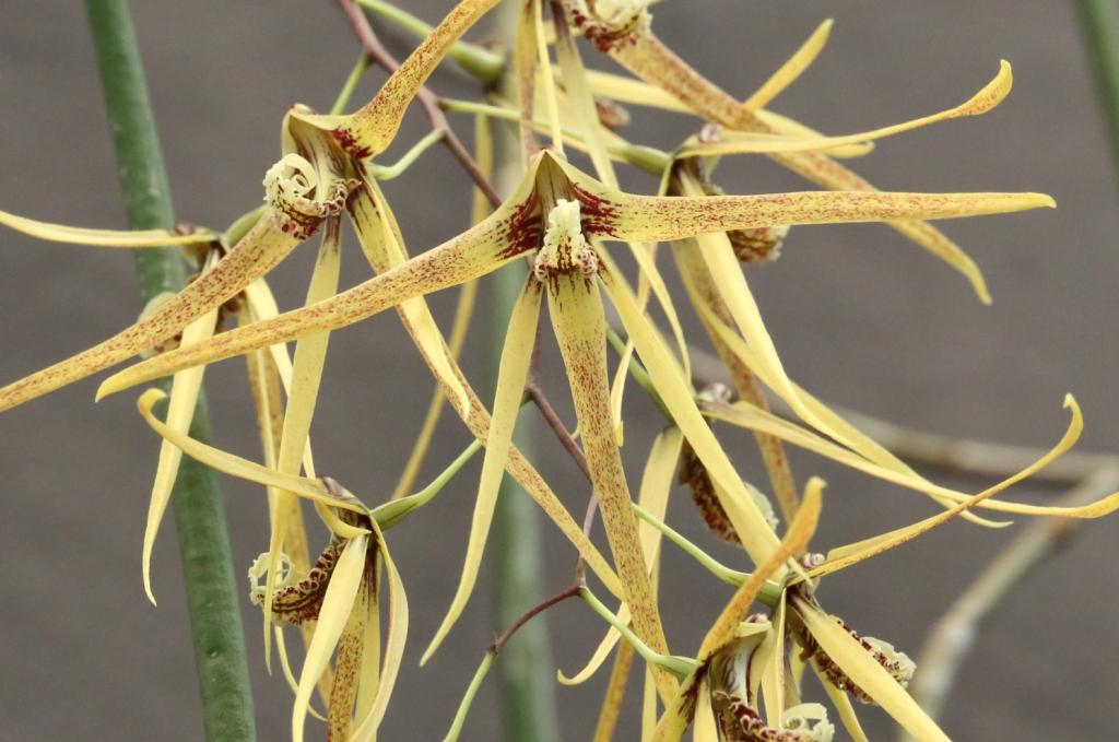 Den Australian Sunblessed