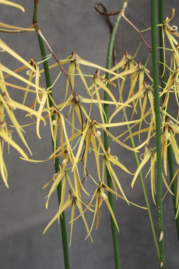 Dendrobium Australian Sunblessed - photo 2