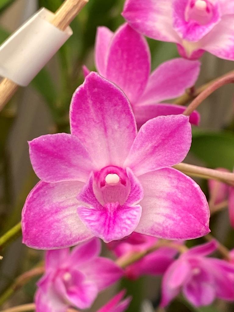 Dendrobium Esme Poulton - photo 2