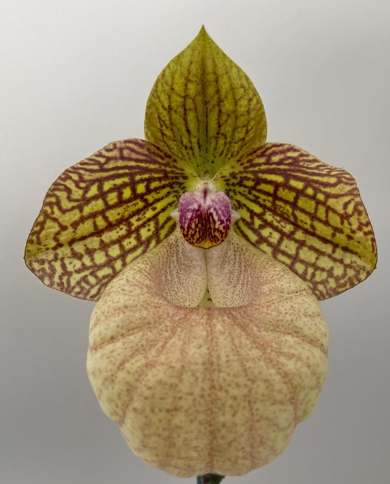 Paph Fanaticum