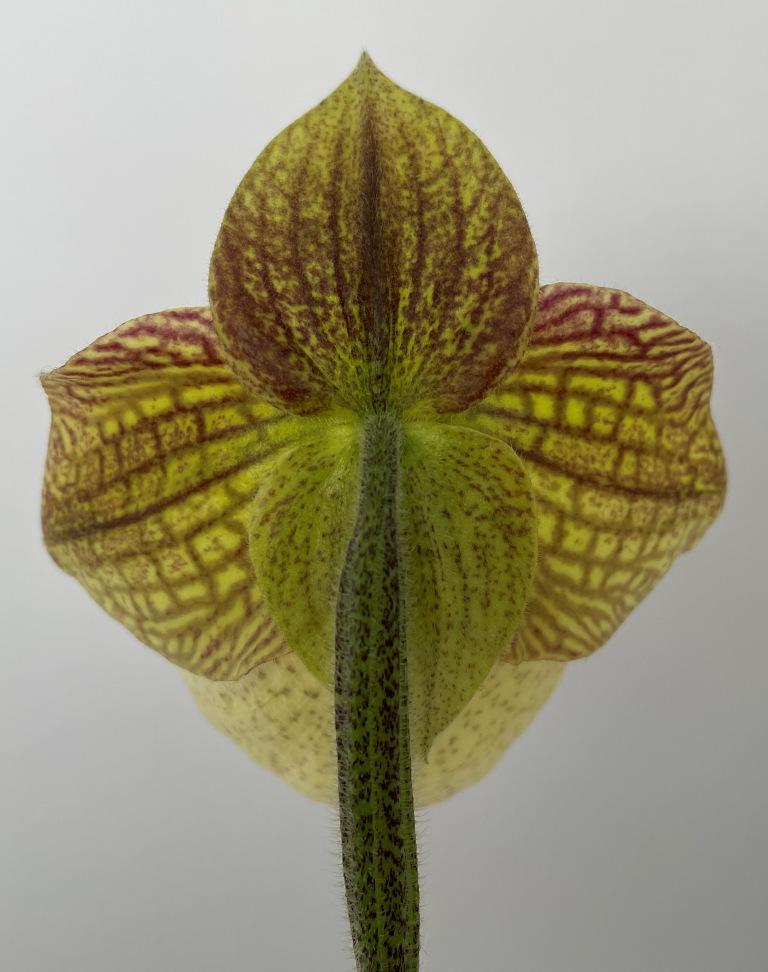 Paphiopedilum Fanaticum - photo 2