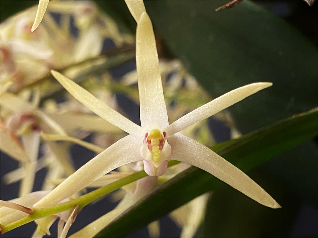 Dendrobium aemulum