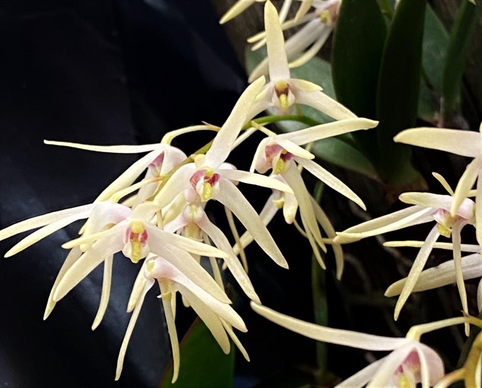 Dendrobium aemulum - photo 2