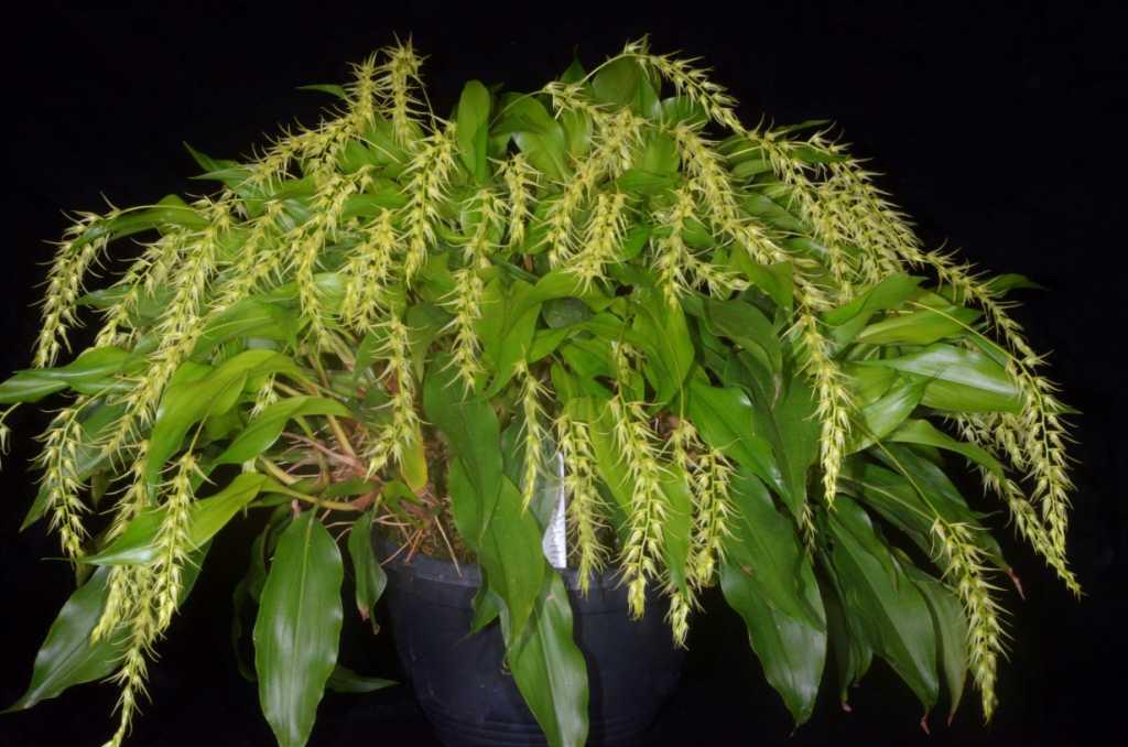 Coelogyne arachnites