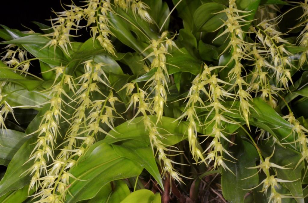 Coelogyne arachnites - photo 2