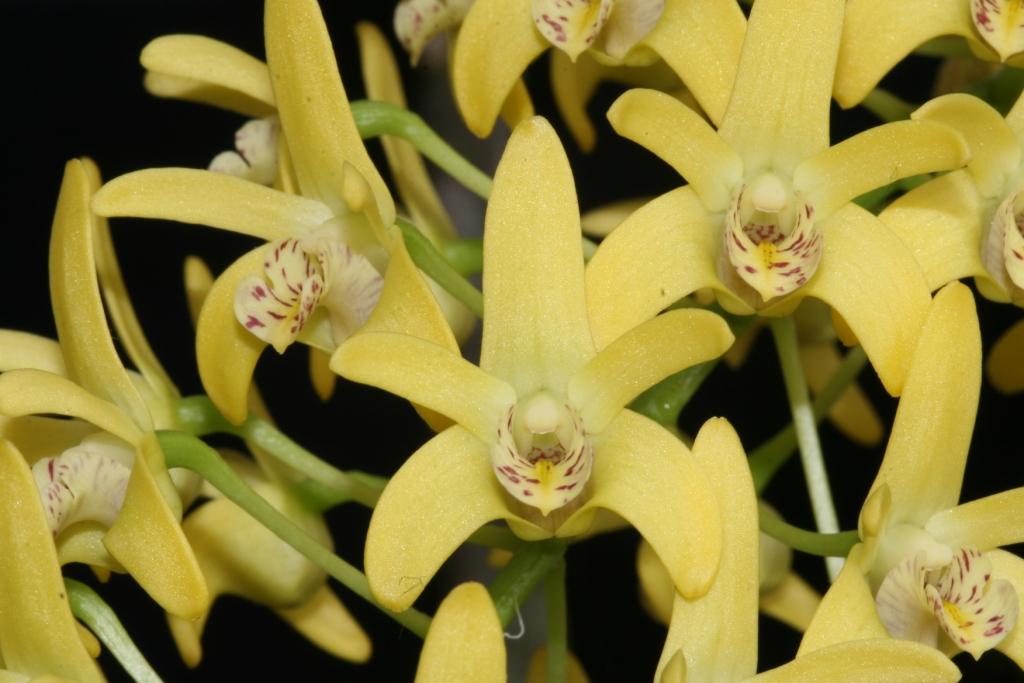 Dendrobium xgracillimum