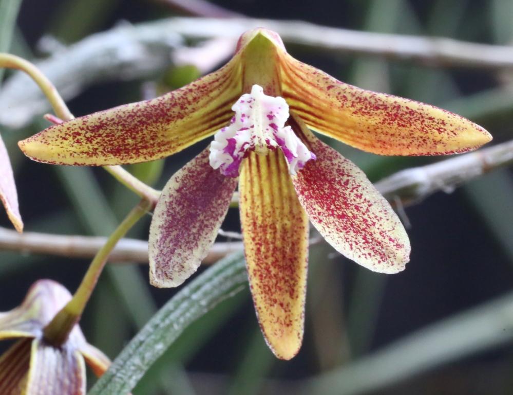 Den Australian Kayla