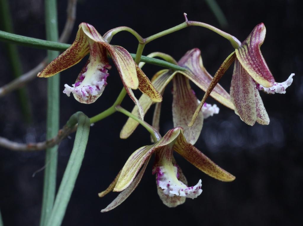 Dendrobium Australian Kayla - photo 2
