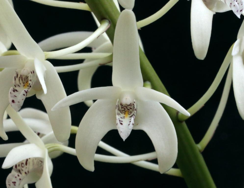 Dendrobium speciosum