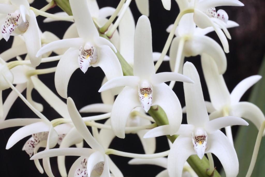 Dendrobium speciosum var. boreale - photo 2