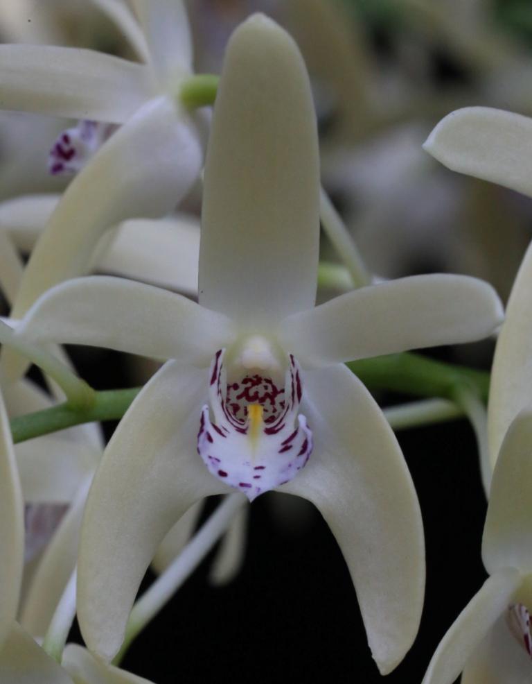 Dendrobium Kayla