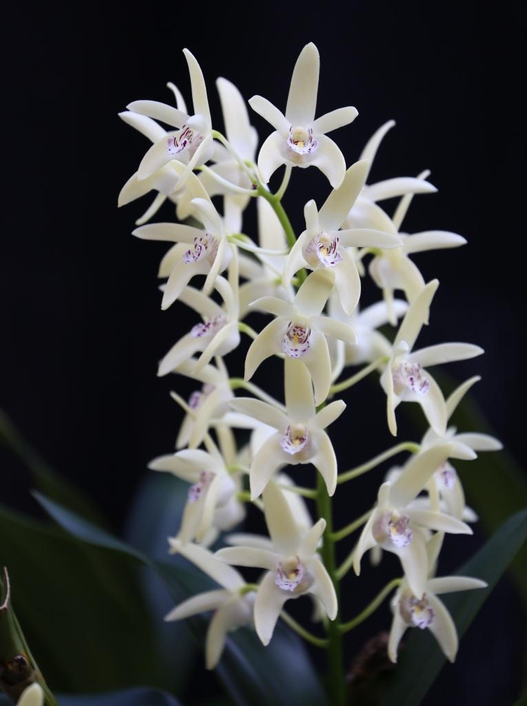 Dendrobium Kayla - photo 2