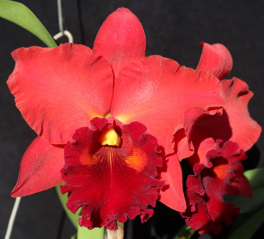 Rlc Taiwan Chief Wine