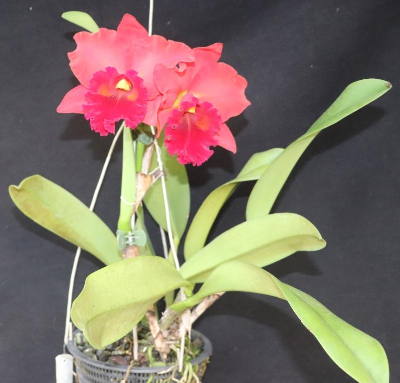 Rhyncholaeliocattleya Taiwan Chief Wine - photo 2