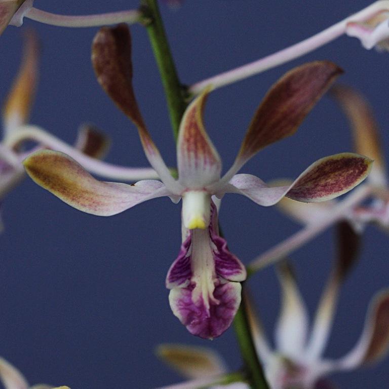 Den Fraser's Lavender Curls