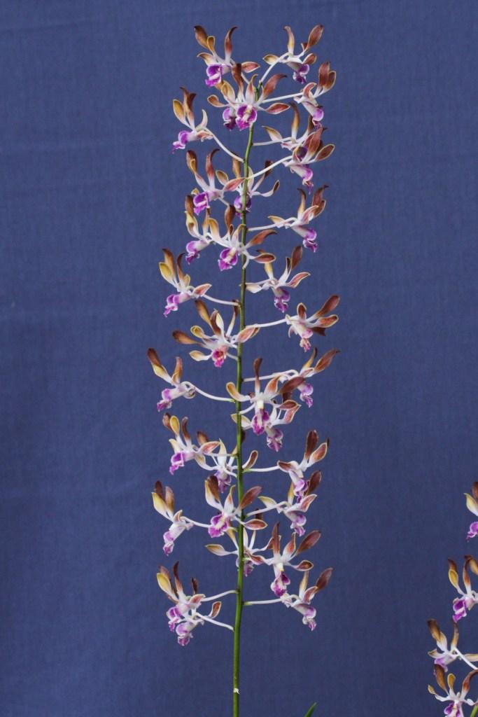 Dendrobium Fraser's Lavender Curls - photo 2