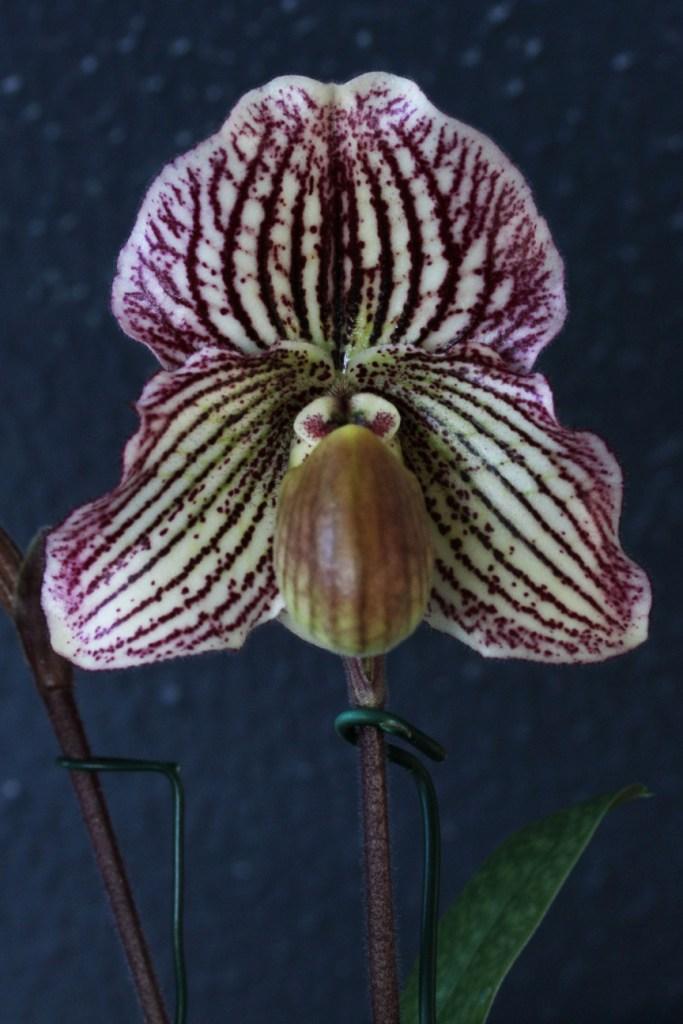 Paph Estella